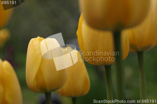 Image of Tulips