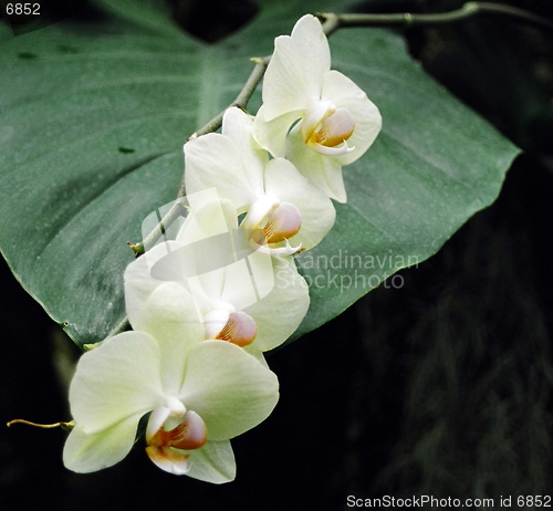 Image of white orchids