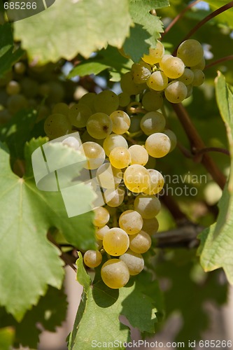 Image of grape vine