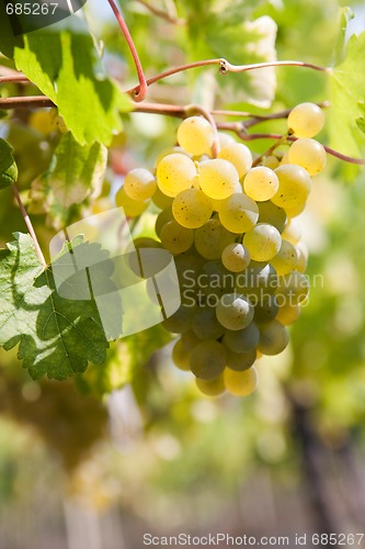 Image of green grapes