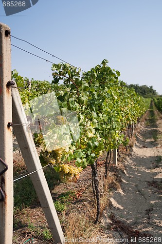 Image of vineyard
