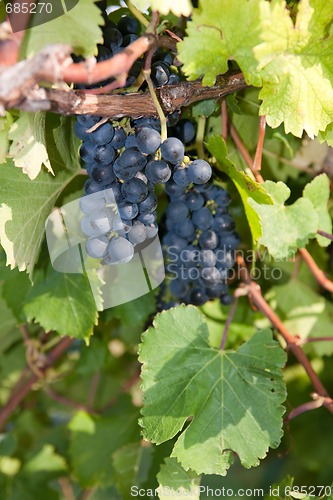 Image of red grapes