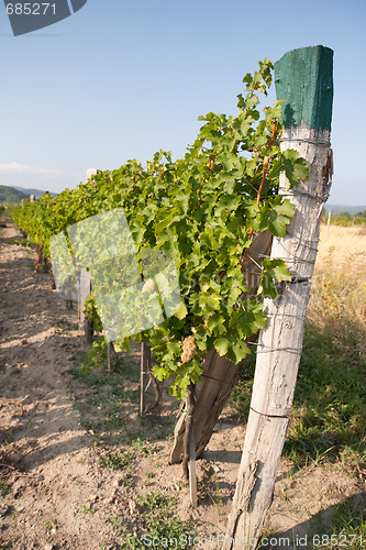 Image of vineyard