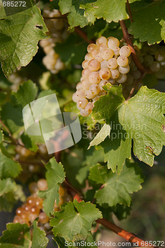 Image of wine grape