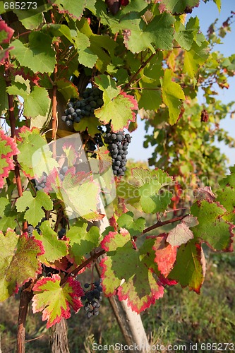 Image of grapevine