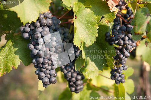 Image of red grapes