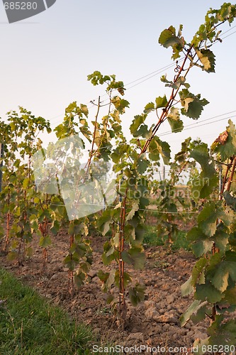 Image of vineyard