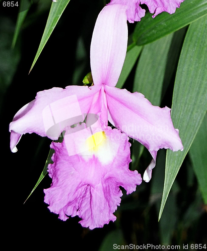 Image of rose orchid