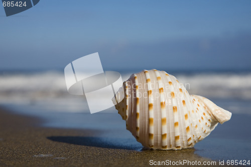 Image of Seashell on the Beach