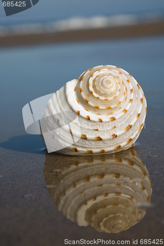 Image of Seashell on the Beach