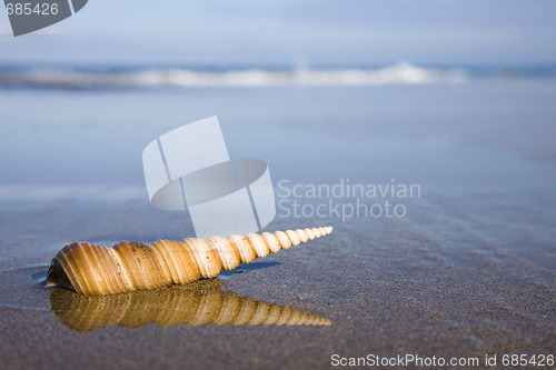 Image of Seashell on the Beach