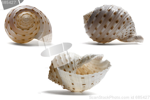 Image of Seashell from three Angles