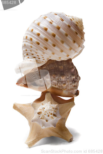 Image of Seashell Stack over white