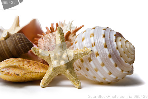 Image of Seashell Still Life