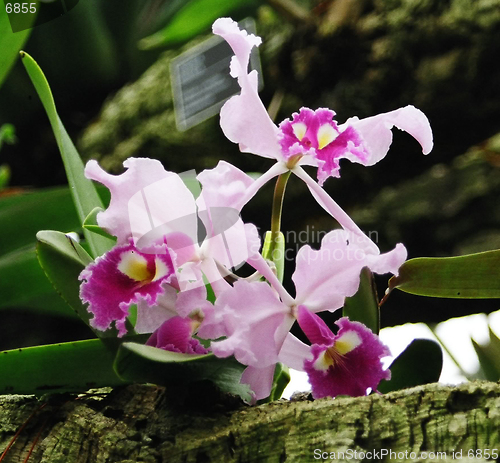 Image of rose orchids