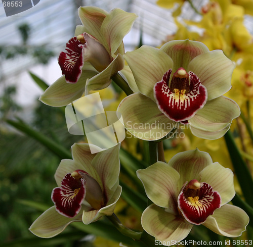 Image of cymbidium