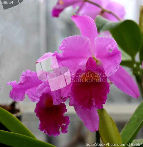 Image of cattleya