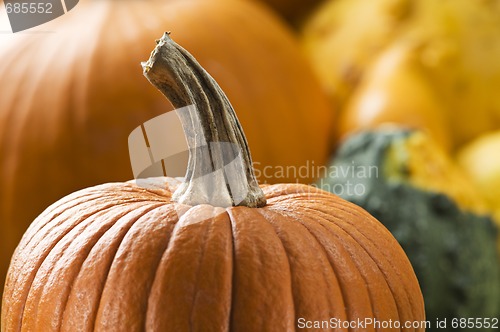 Image of Pumpkin
