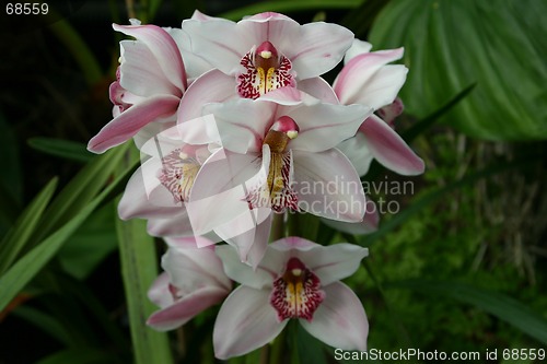 Image of cymbidium