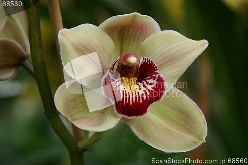 Image of cymbidium