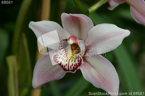 Image of cymbidium