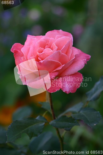 Image of rose