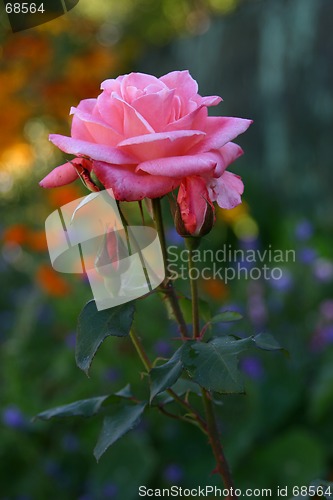 Image of rose