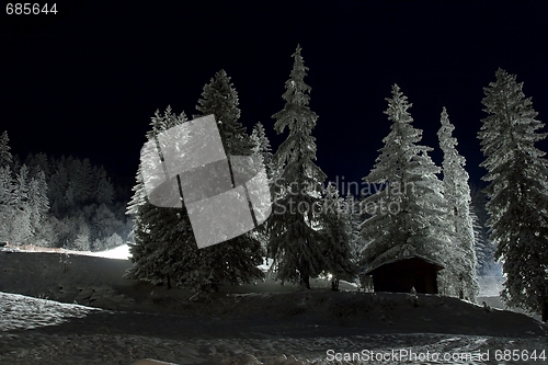Image of Snowy trees