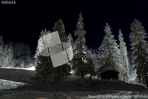 Image of Snowy trees