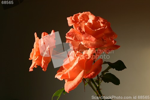 Image of roses