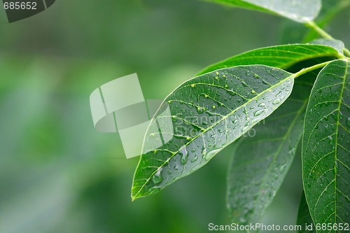 Image of Leaf