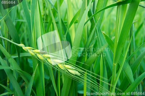 Image of Wheat