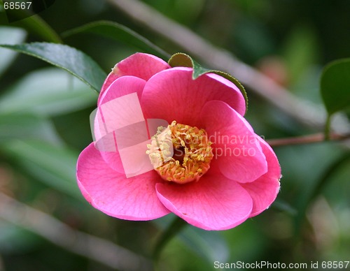 Image of camelia