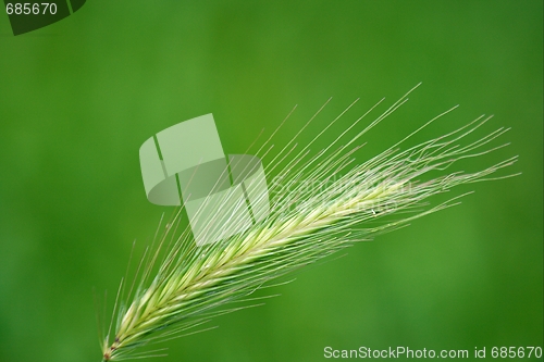 Image of Spike