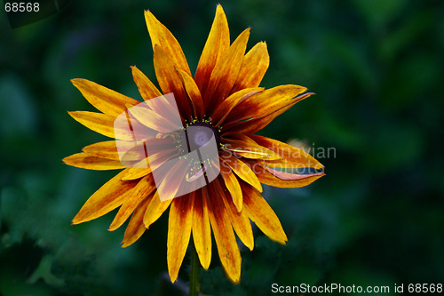 Image of rudbeckia