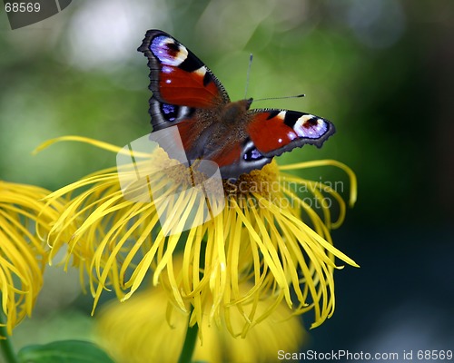 Image of butterfly