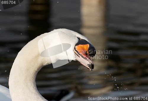 Image of Swan