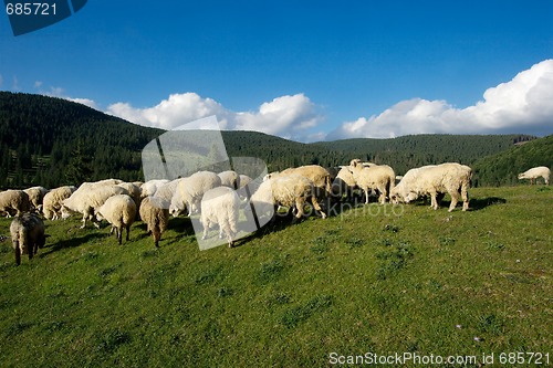 Image of Sheeps