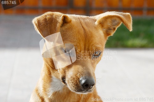 Image of Dog