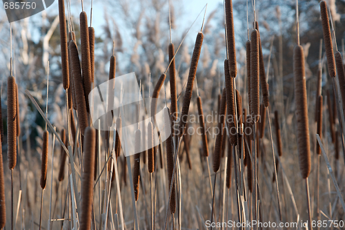 Image of Bulrush