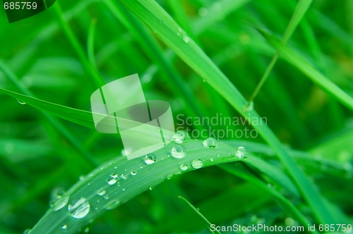 Image of Grass