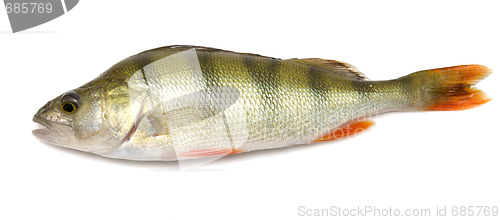 Image of perch