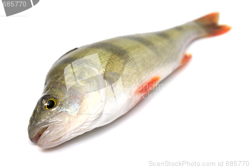 Image of perch