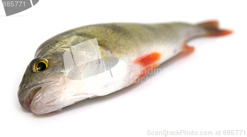 Image of perch