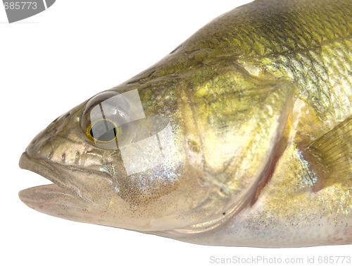 Image of perch