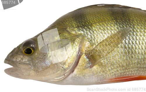 Image of perch