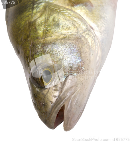 Image of head of fish