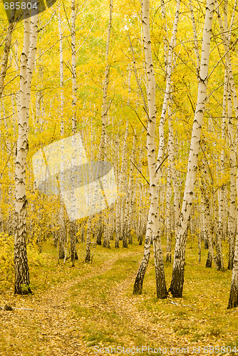 Image of autumn forest
