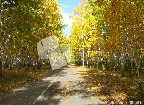 Image of autumn forest