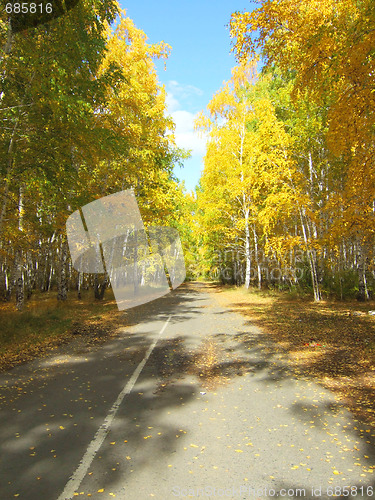 Image of road in forest